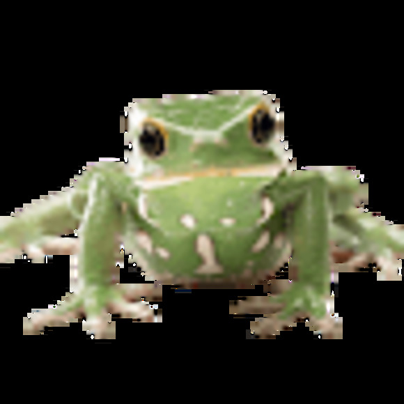 Meet your Posher, Daphne - Picture 1 of 1